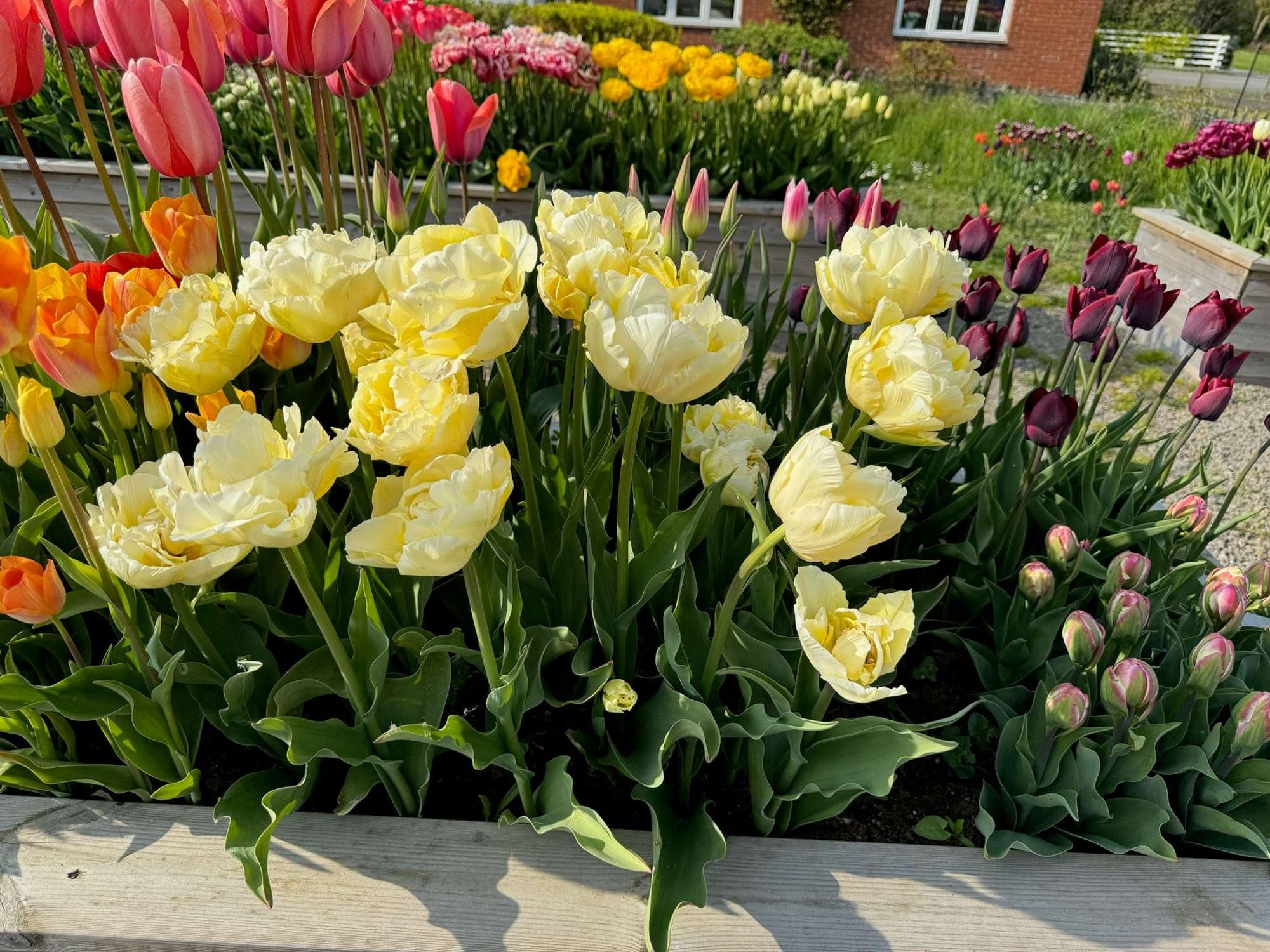 Tulpe 'Verona'